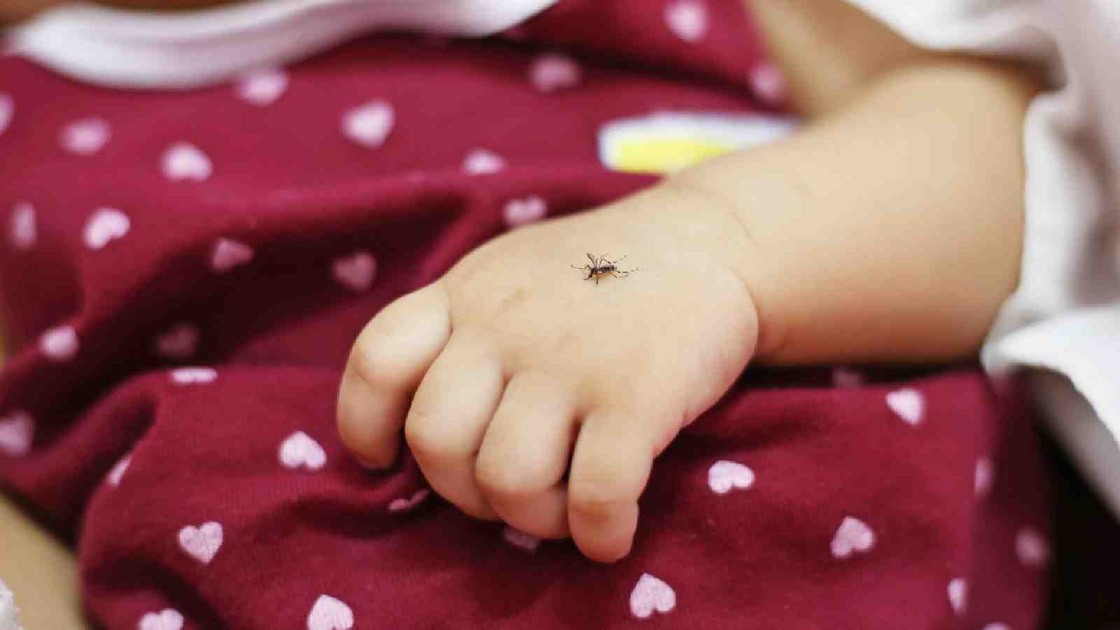 World Mosquito Day: 7 mosquito-borne diseases you should beware of!