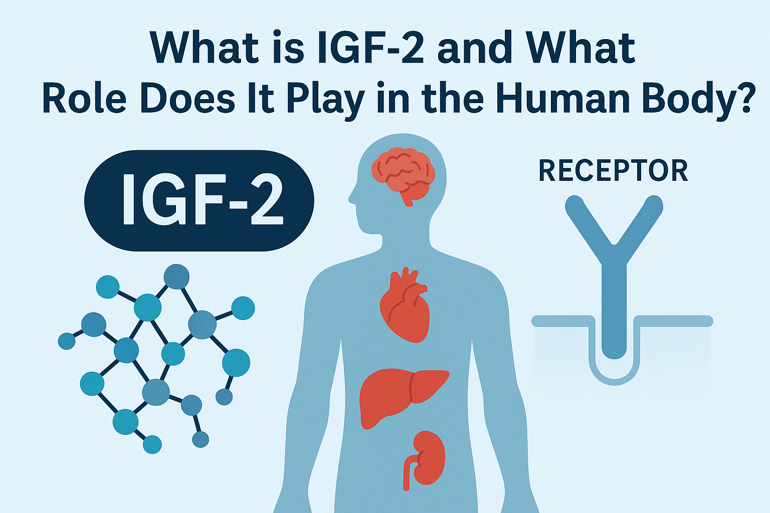 IGF-2: The Growth Factor Powerhouse – How Recombinant IGF-2 Is Shaping Tomorrow’s Medicine
