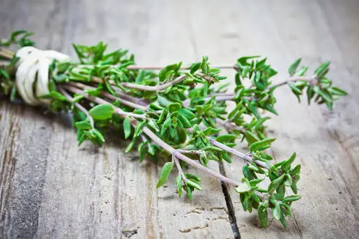 Thyme as a Natural Immune Support Herb: Benefits and Usage